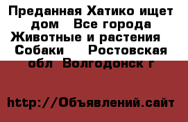 Преданная Хатико ищет дом - Все города Животные и растения » Собаки   . Ростовская обл.,Волгодонск г.